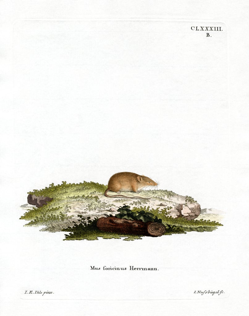 White-toothed Shrew (coloured engraving) by German School