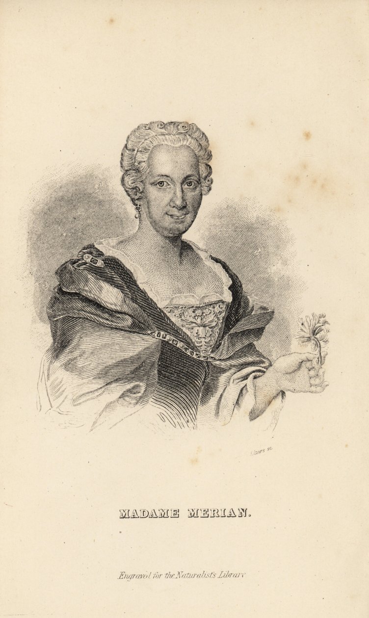 Madame Merian or Maria Sybilla Merian, German naturalist, entomologist and scientific illustrator, 1647-1717 by Unknown
