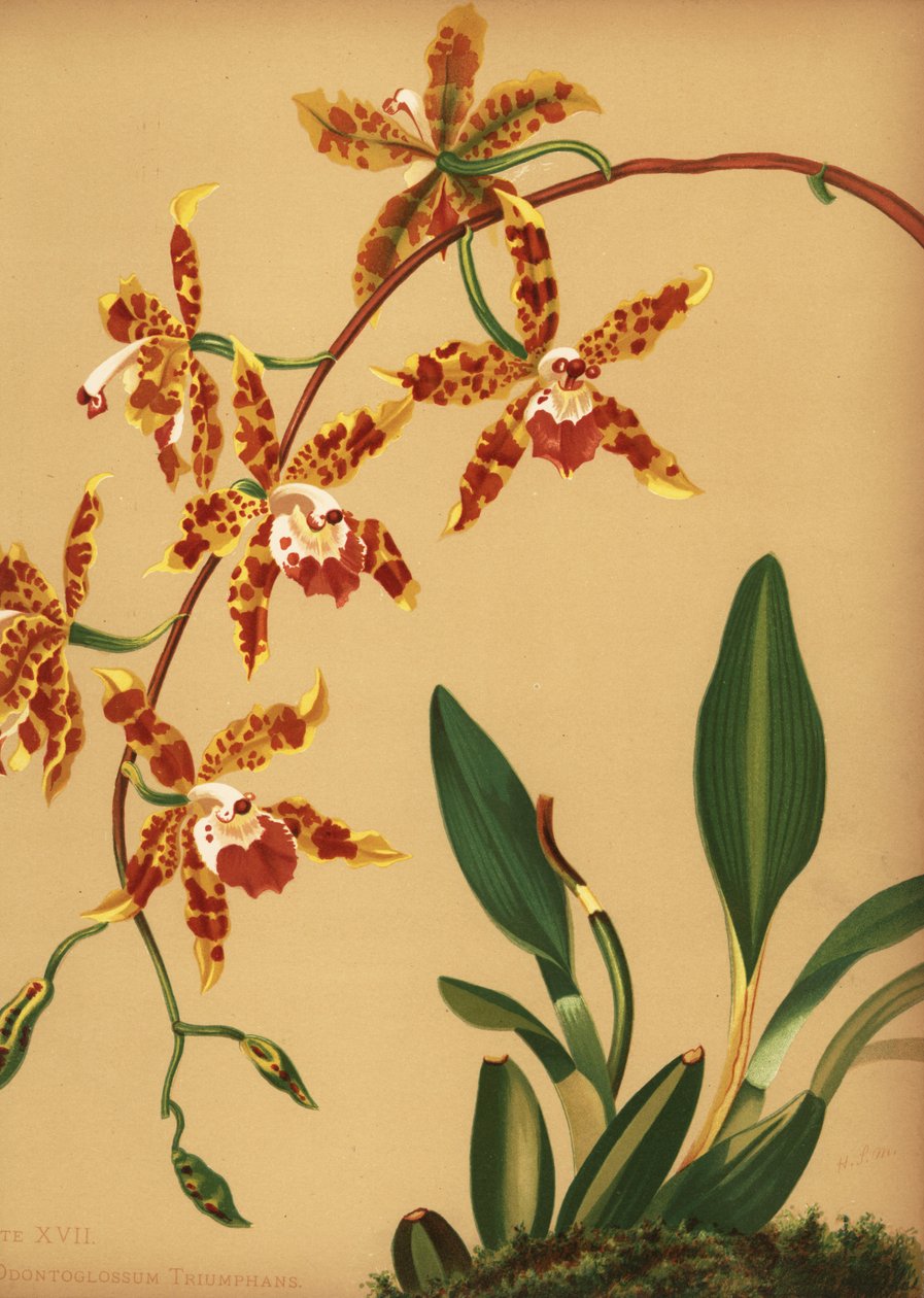 Dancing Lady Orchid, Oncidium Spectatissimum by Unknown