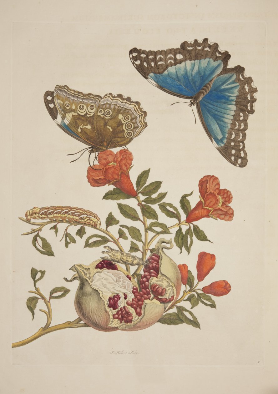 Plate IX from Metamorphosis Insectorum Surinamensium by Maria Sibylla Merian, 1705 by Unknown