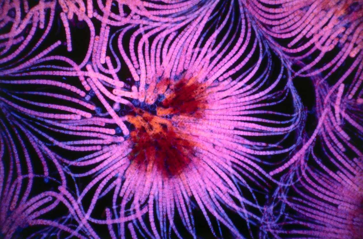 Cyanobacteria Cluster by Unknown