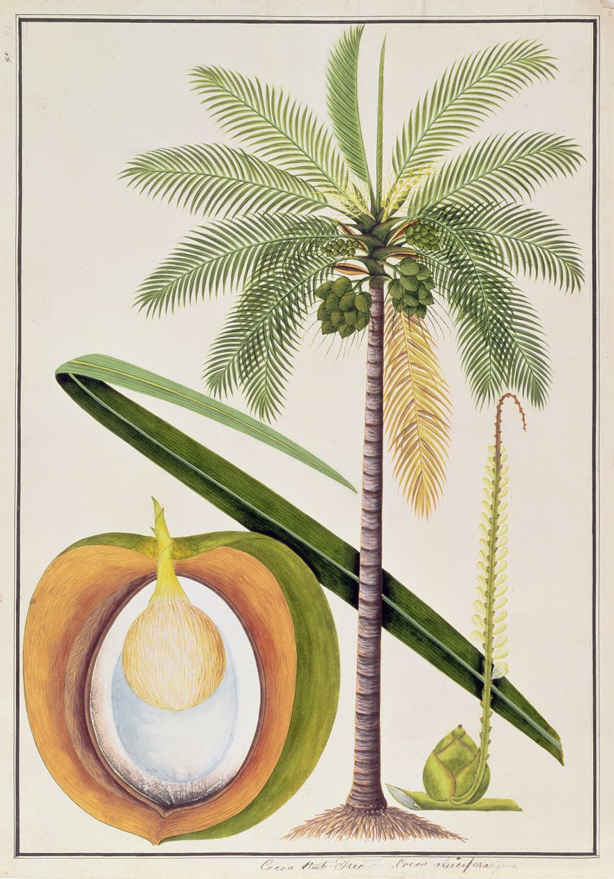 Cocoa Nut Tree, from Drawings of Plants from Malacca, c.1805-18 by Chinese School
