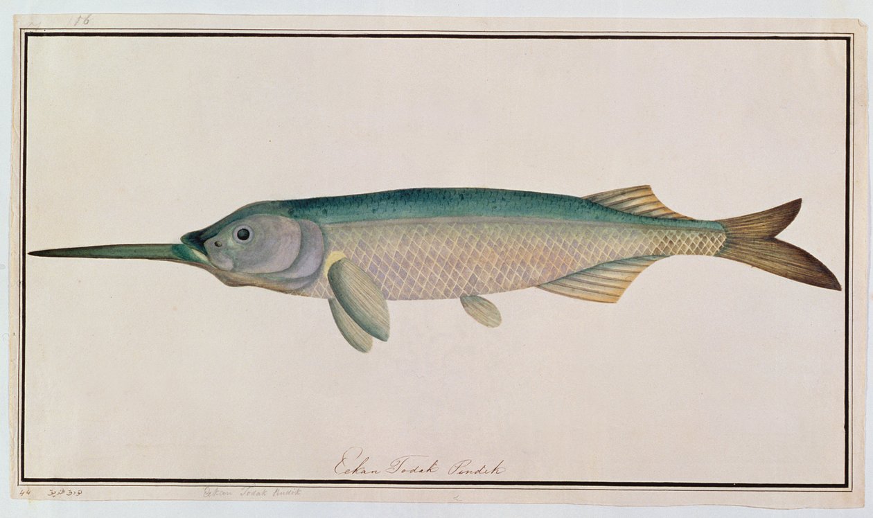 Eekan Todah Pindik, from Drawings of Fishes from Malacca, c.1805-18 by Chinese School