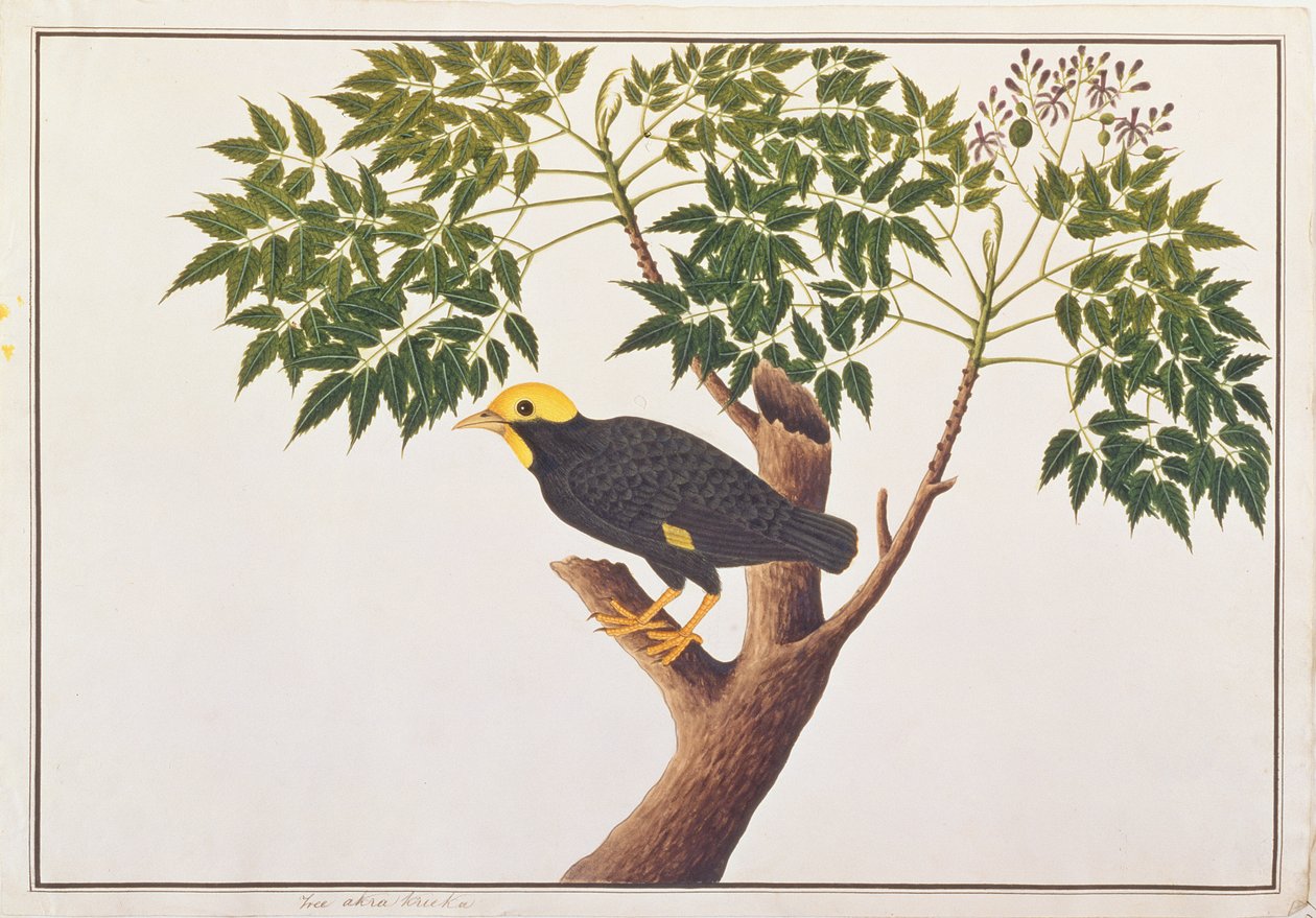 Golden-crested Myna, from Drawings of Birds from Malacca, c.1805-18 by Chinese School