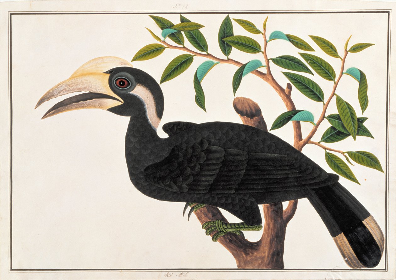 Ke-ke, from Drawings of Birds from Malacca, c.1805-18 by Chinese School