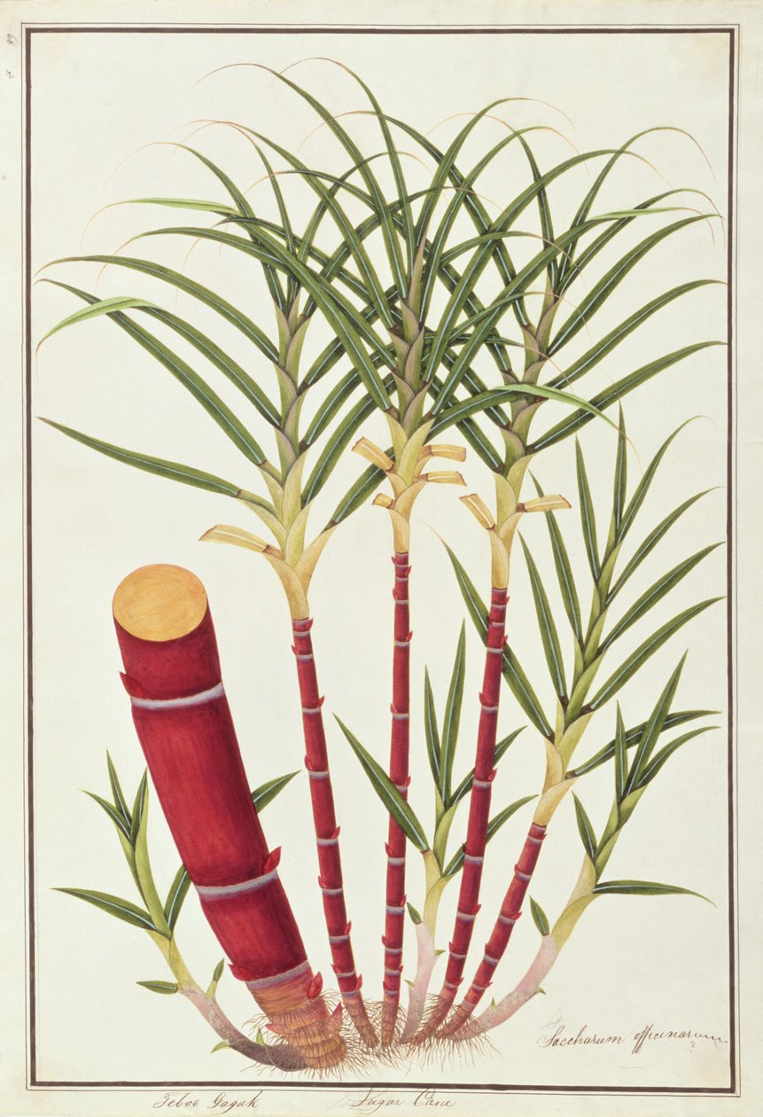 Sugar Cane, Teboo Gagak, from Drawings of Plants from Malacca, c.1805-18 by Chinese School