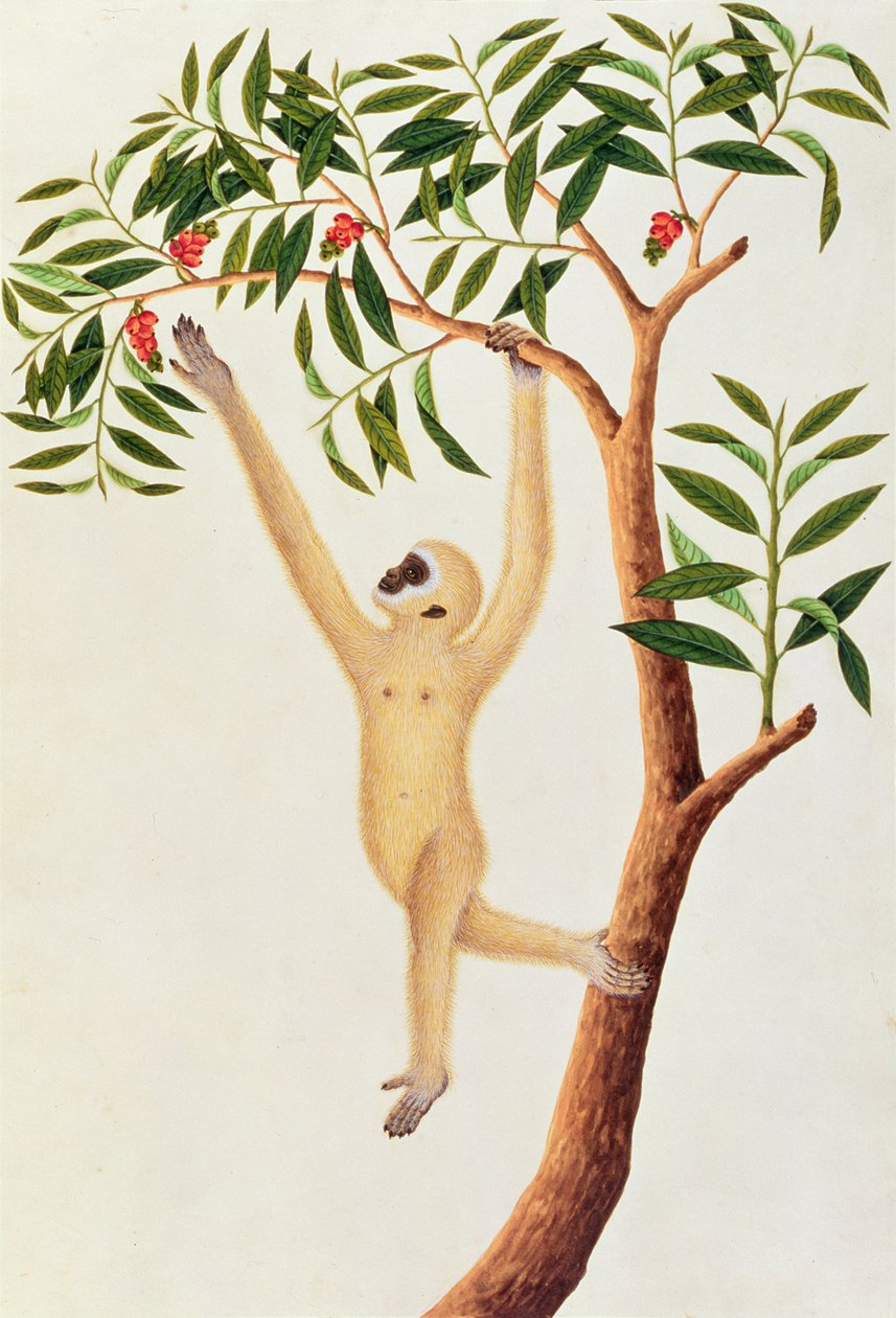 White Long Armed Ape, Ongka Pootre, from Drawings of Animals, Insects and Reptiles from Malacca, c.1805-18 by Chinese School