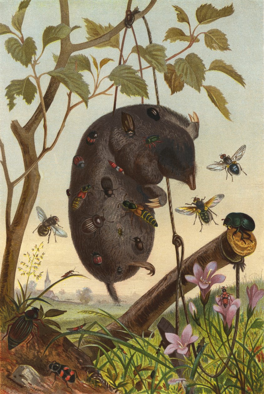 Assassin Bugs on a Mole by European School