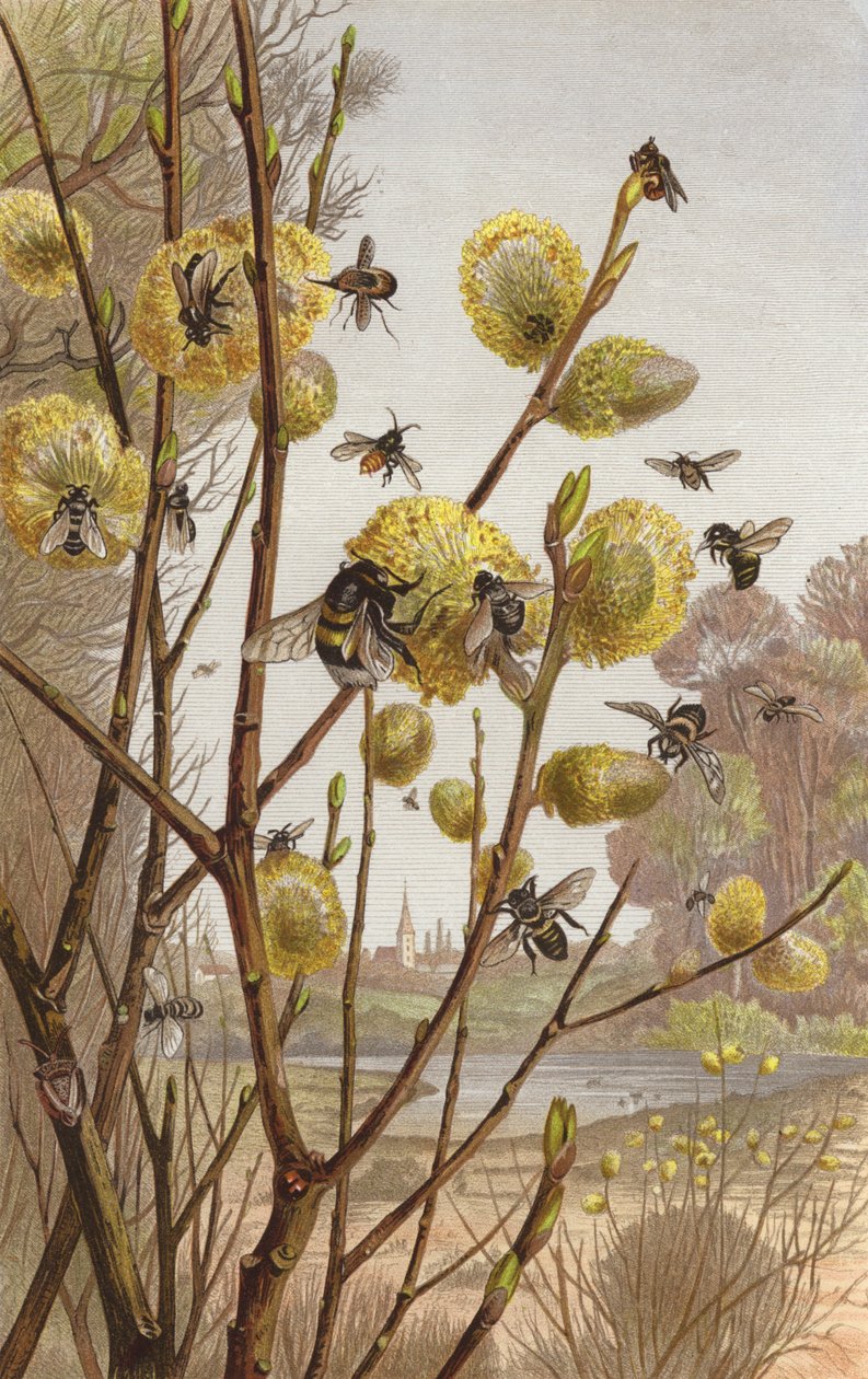 Spring Scene from Insect Life by European School