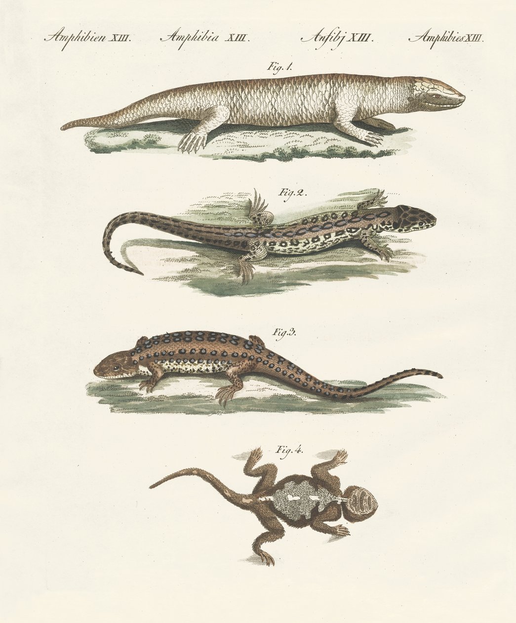 Different kinds of lizards by German School