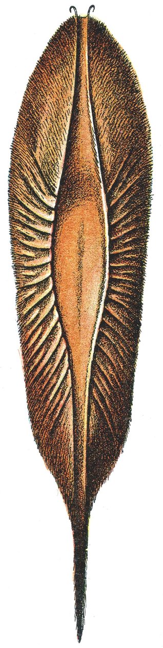 Egg Case of a Chimaera by Adolphe Philippe Millot