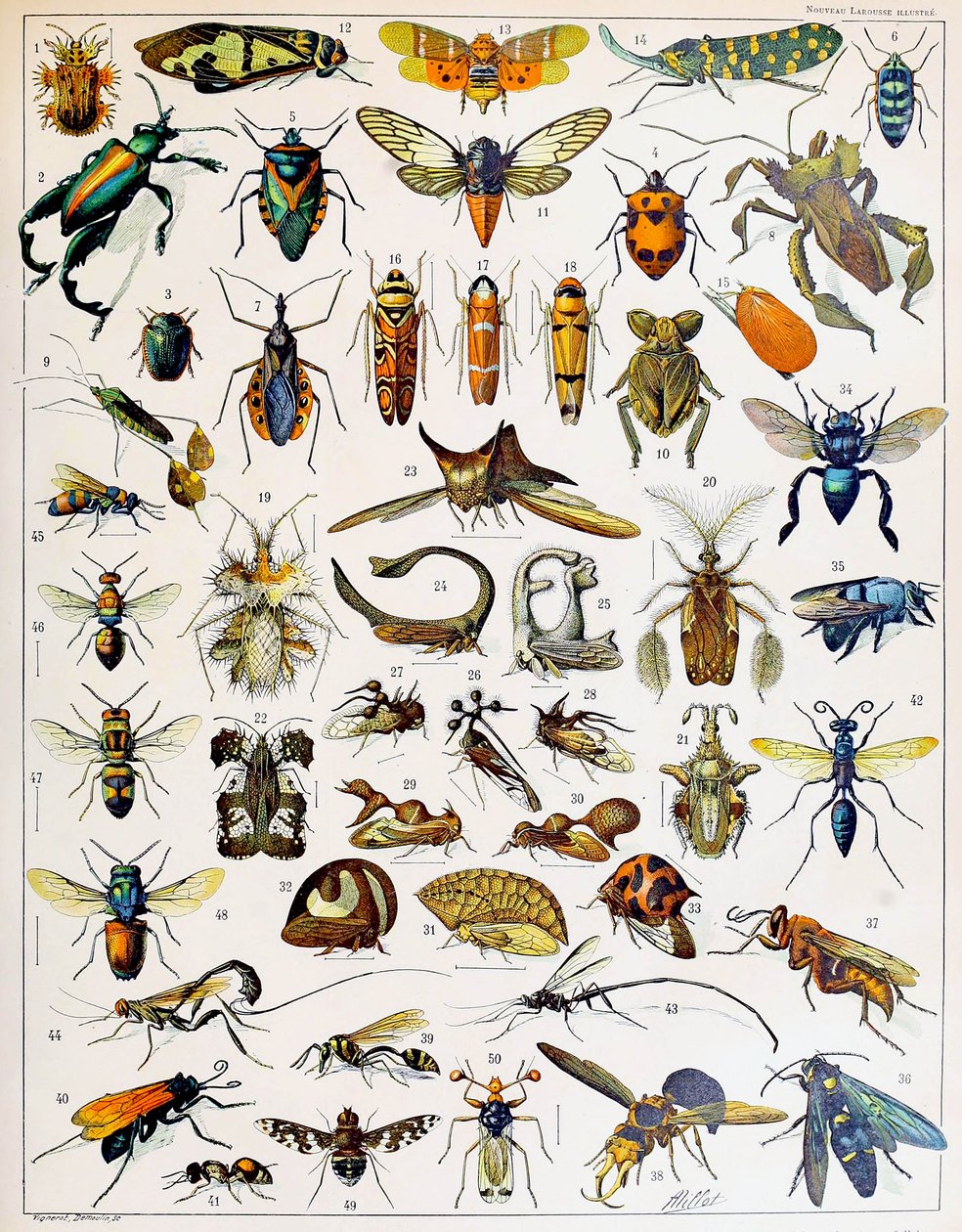 Illustration of Insects c.1923 by Adolphe Philippe Millot