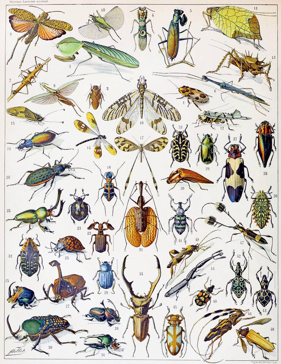 Illustration of Insects c.1923 by Adolphe Philippe Millot