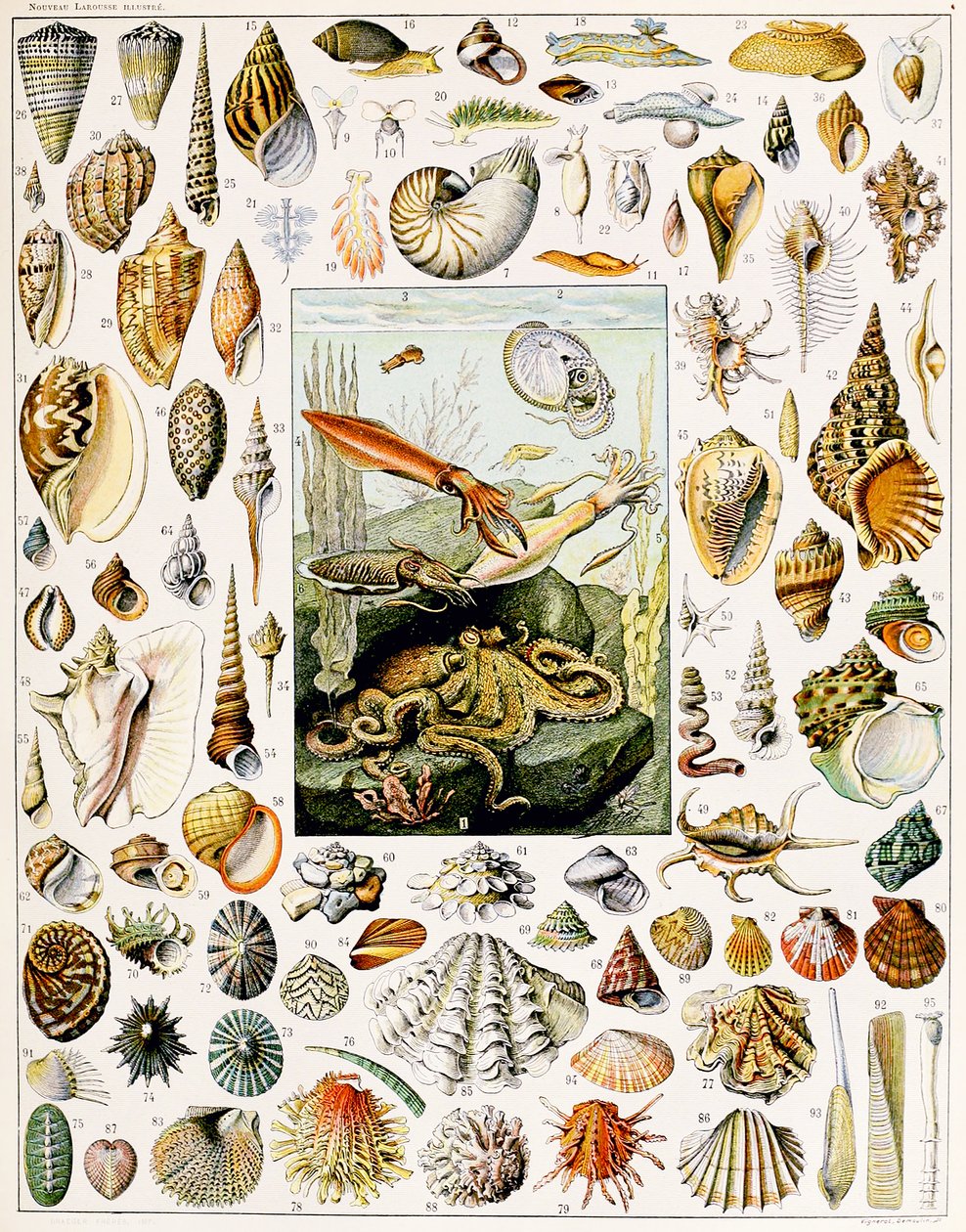 Illustration of Seashells c.1923 by Adolphe Philippe Millot