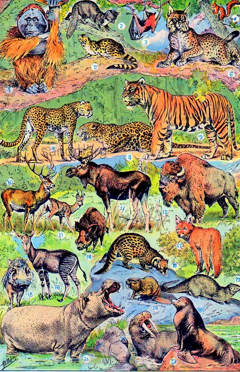 Illustration of Wild Animals c.1923 by Adolphe Philippe Millot