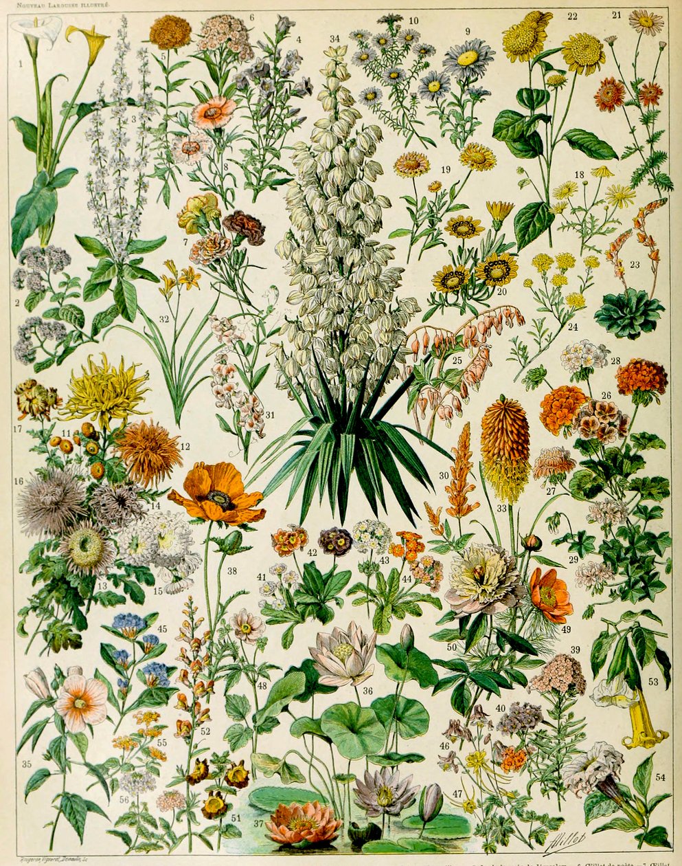 Illustration of Flowering Plants c.1923 by Adolphe Philippe Millot