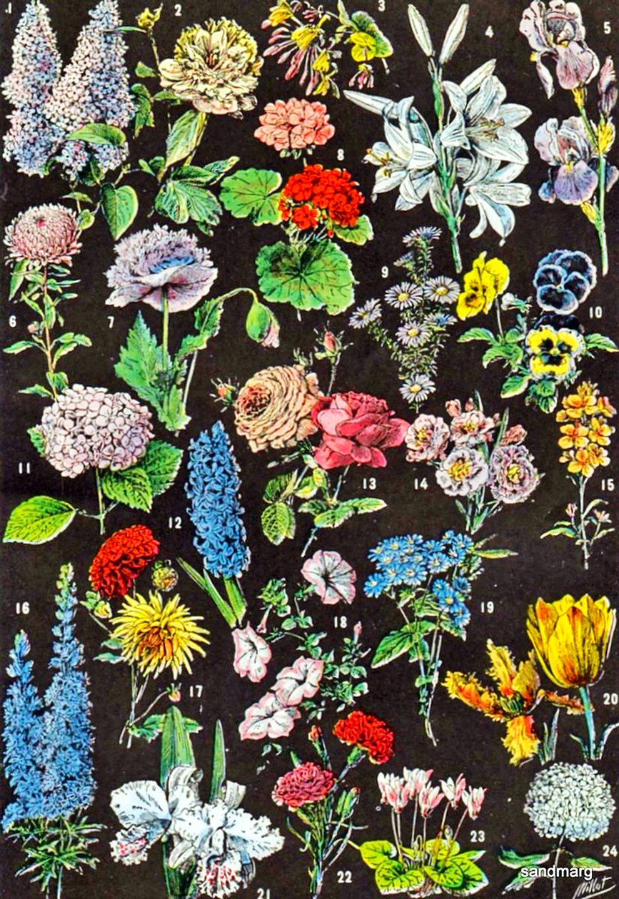 Illustration of Garden Flowers c.1923 by Adolphe Philippe Millot