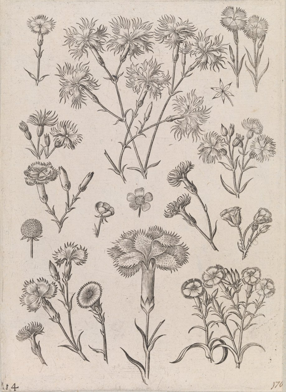 Daffodils by Adriaen Collaert