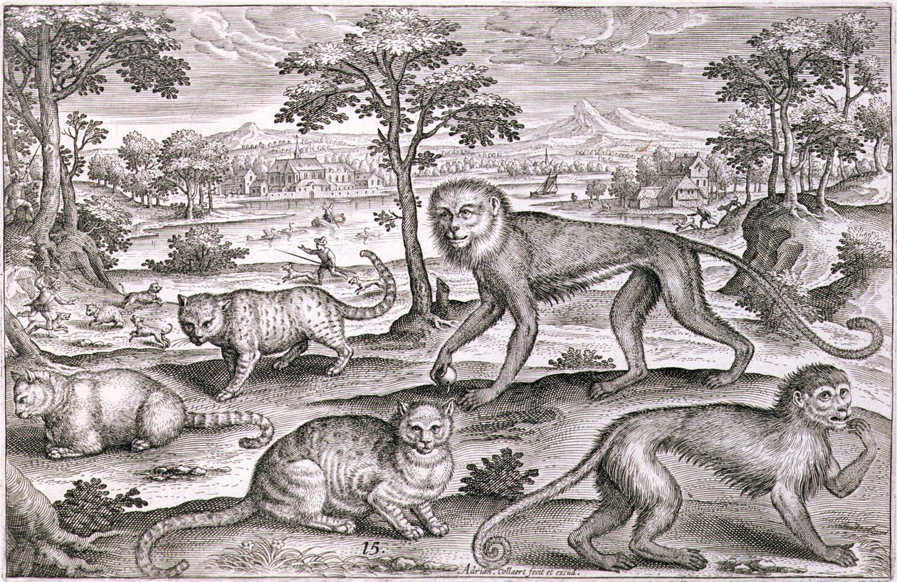 Three Cats and Two Monkeys by Adriaen Collaert