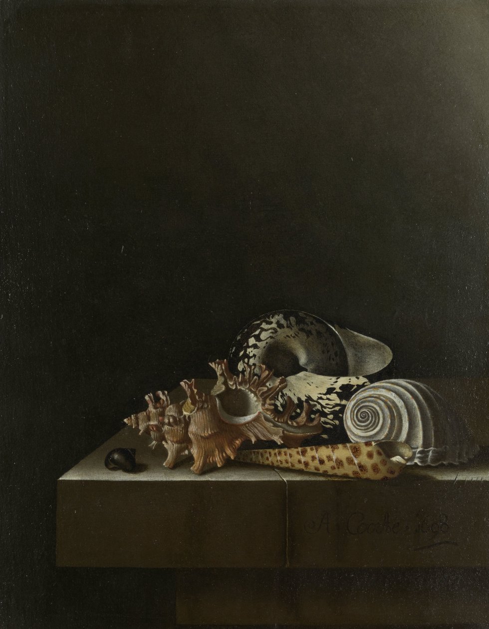 Shells on a Stone Plinth by Adrian Coorte