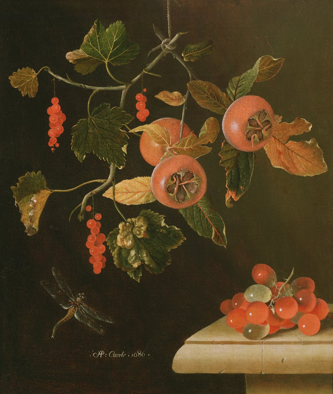 Still Life of Medlars, Redcurrants, Grapes and a Dragonfly, 1686 by Adrian Coorte