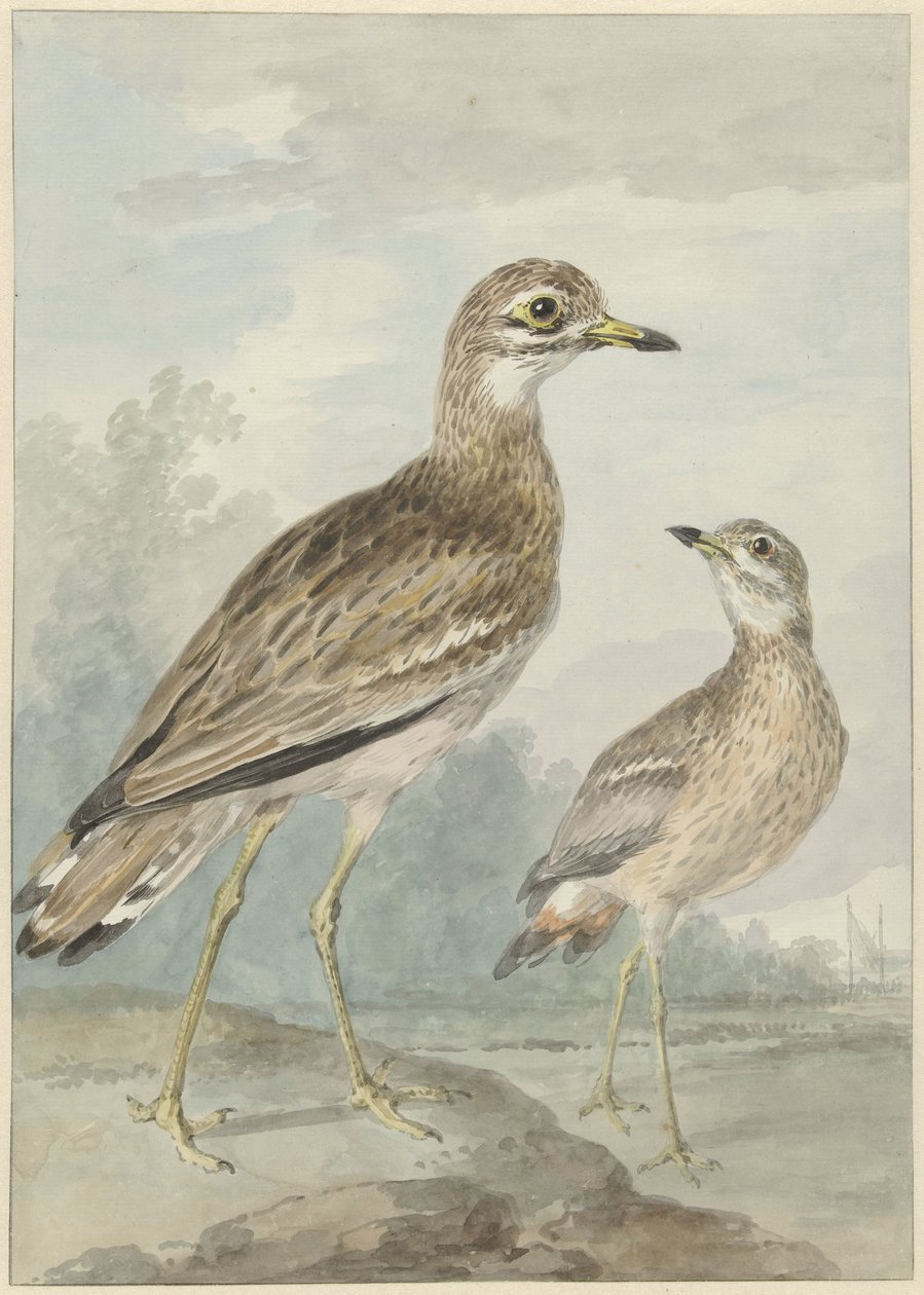 Two Stone-Curlews by Aert Schouman