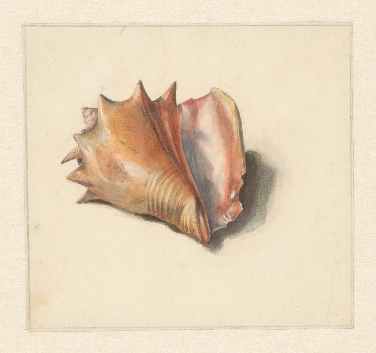 Study of a Shell by Albertus Steenbergen