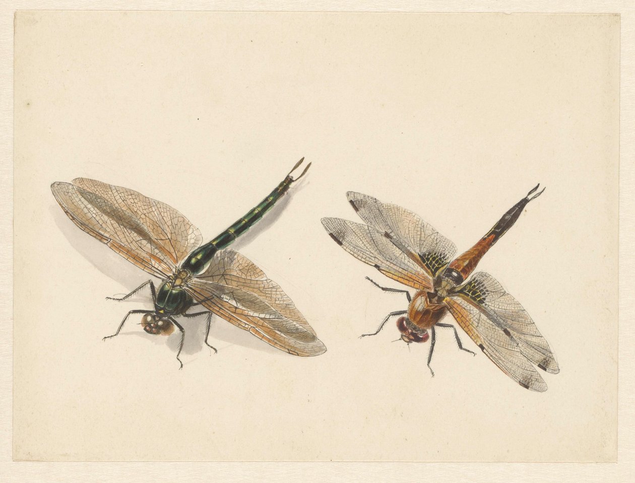 Study of Two Dragonflies by Albertus Steenbergen