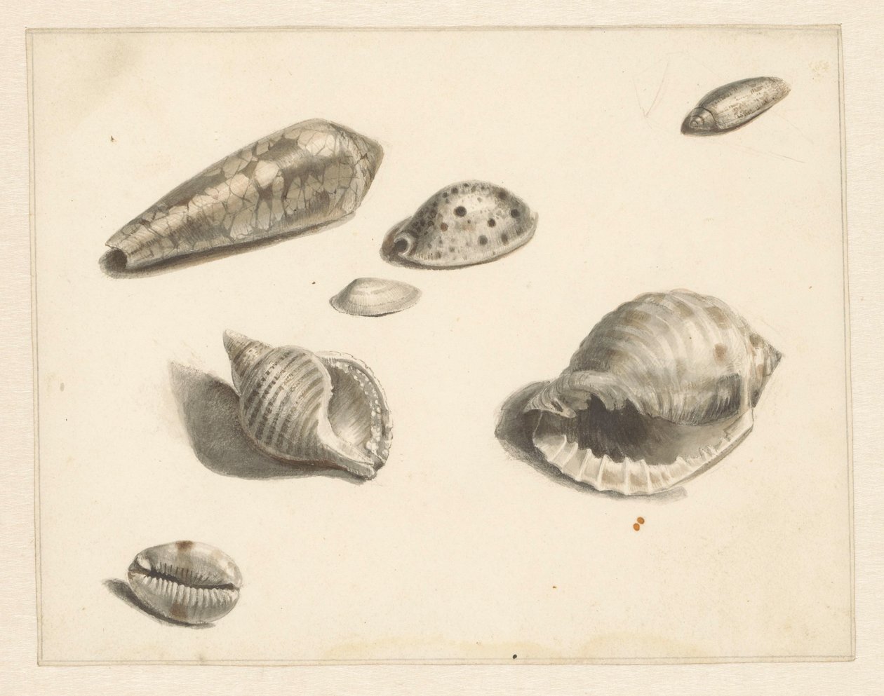 Study Sheet with Various Shells by Albertus Steenbergen