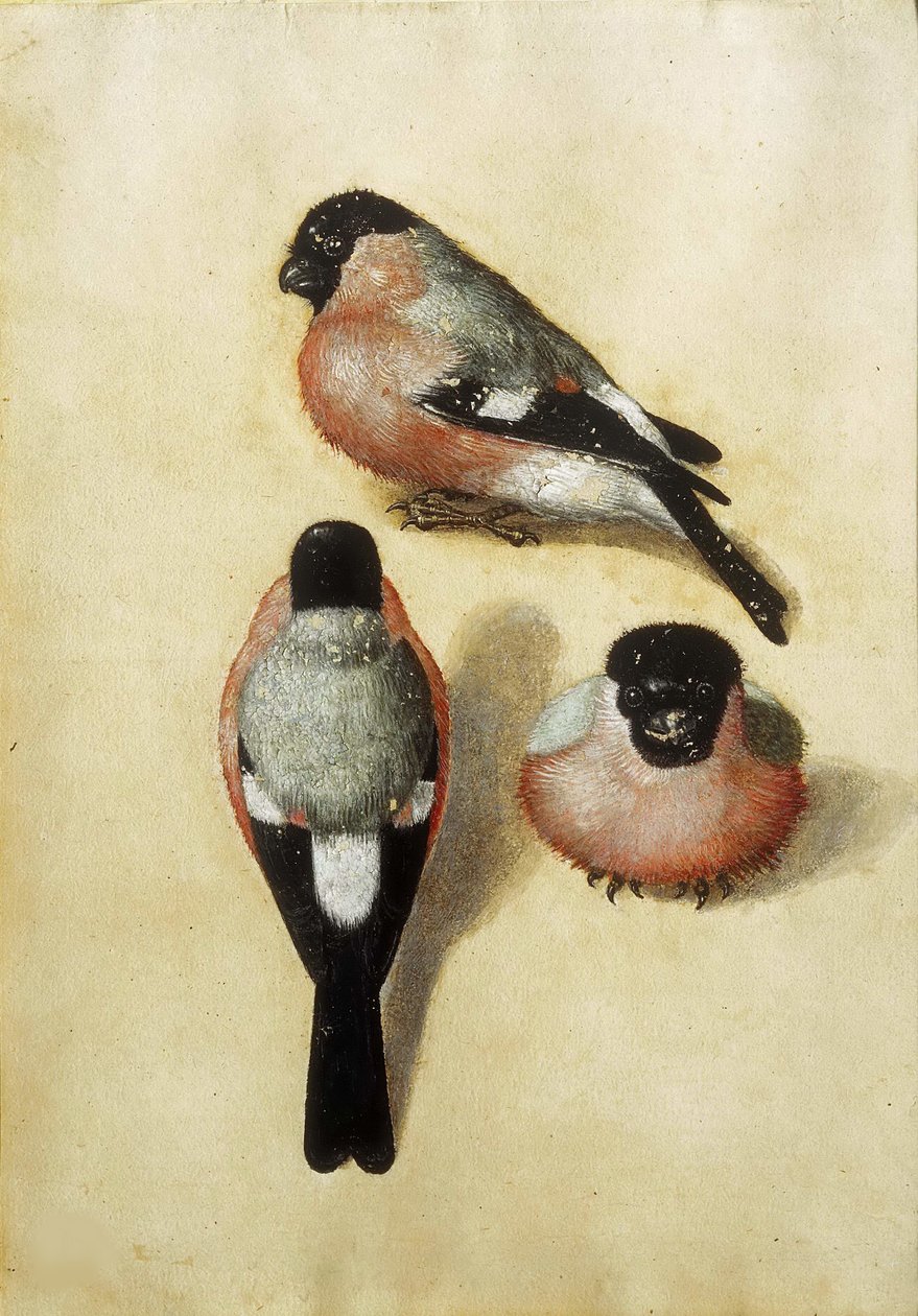 Bird in Three Positions by Albrecht Dürer