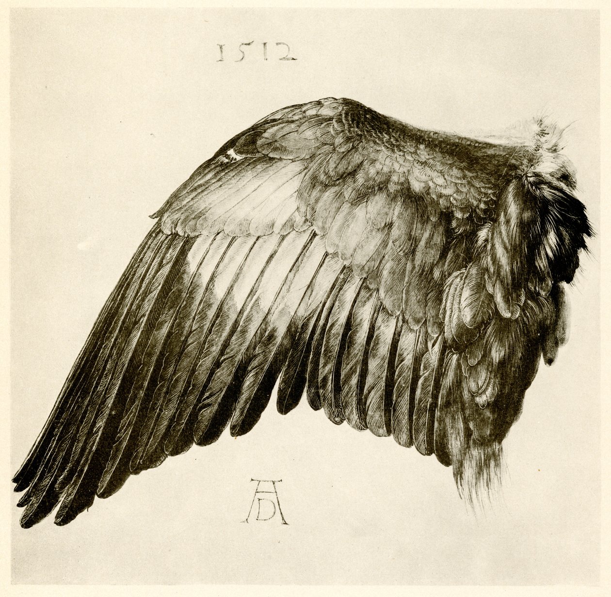 Wing of a Blue Roller by Albrecht Dürer