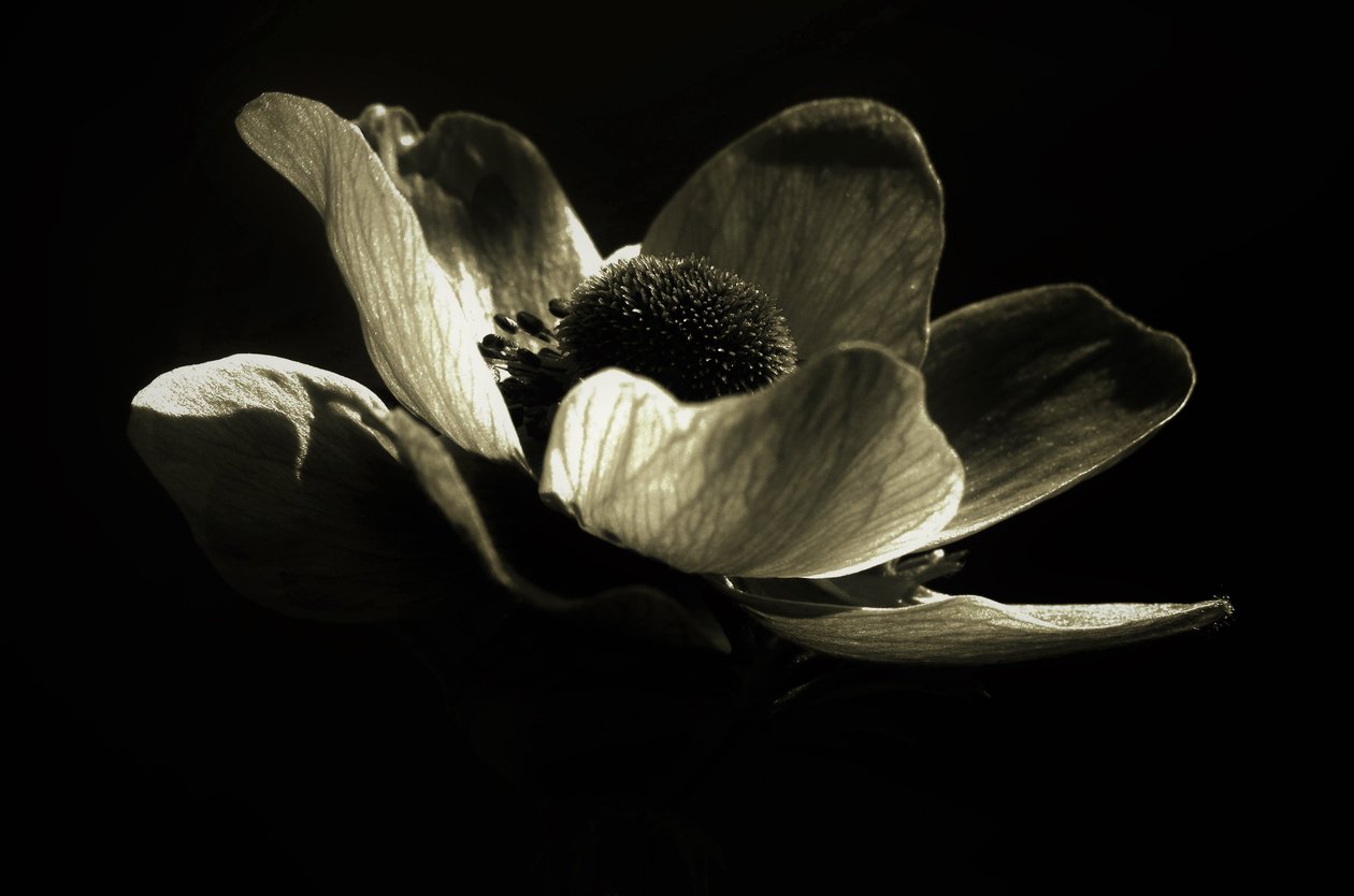 Untitled by Alex Caminker