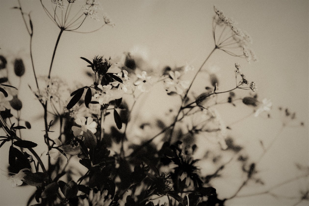 Natural Decorations by Alex Caminker