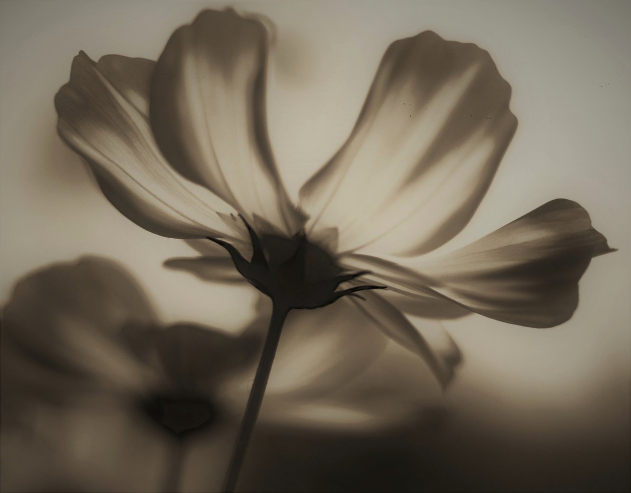 Natural x-ray, 2019 by Alex Caminker