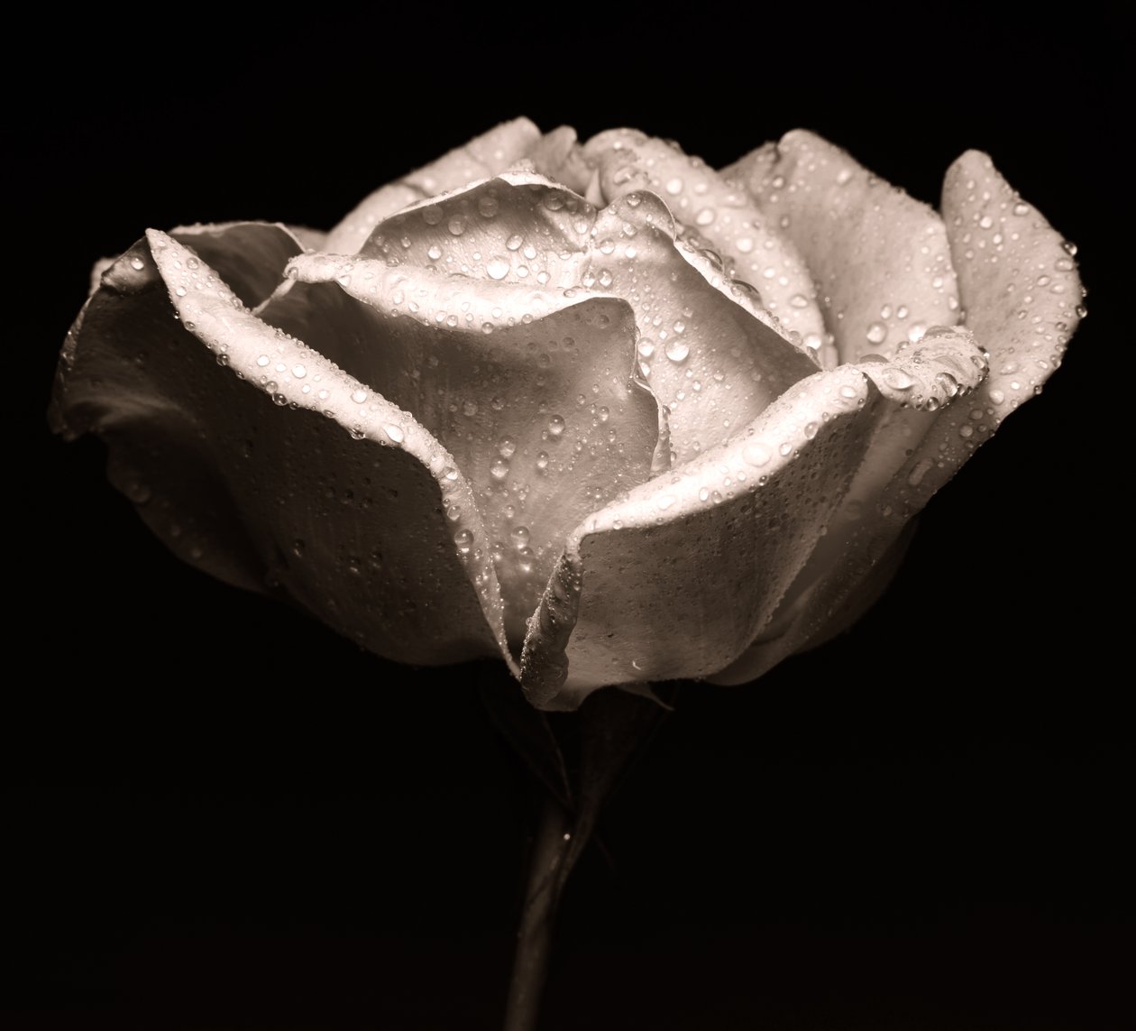 Rose by Alex Caminker