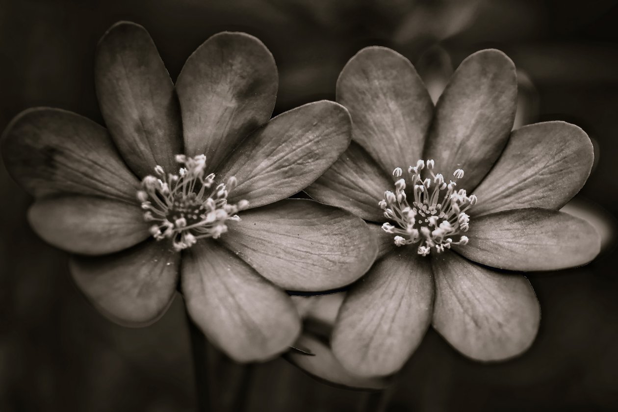 Twins by Alex Caminker