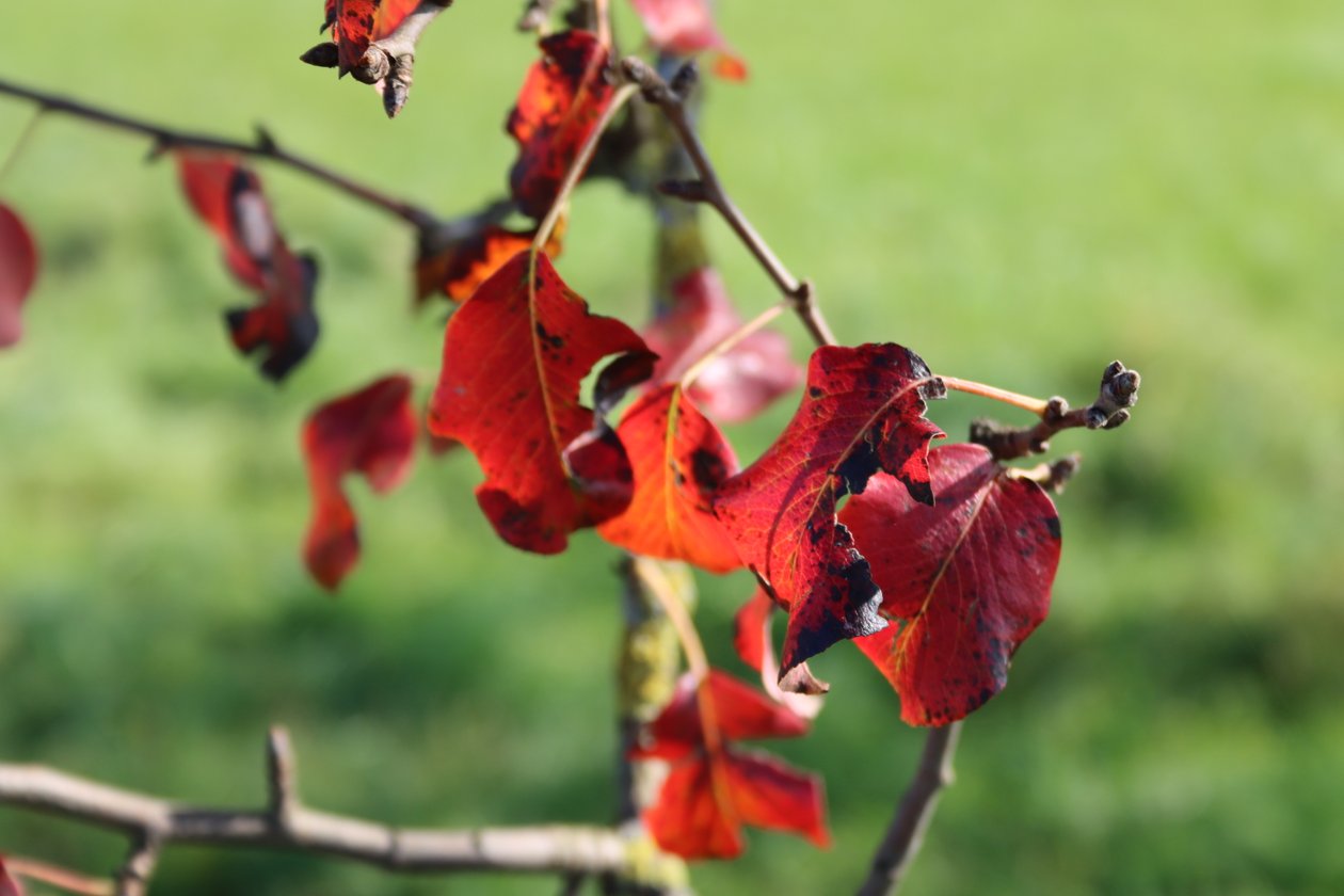 Autumn Colors by Alexandra Joseph
