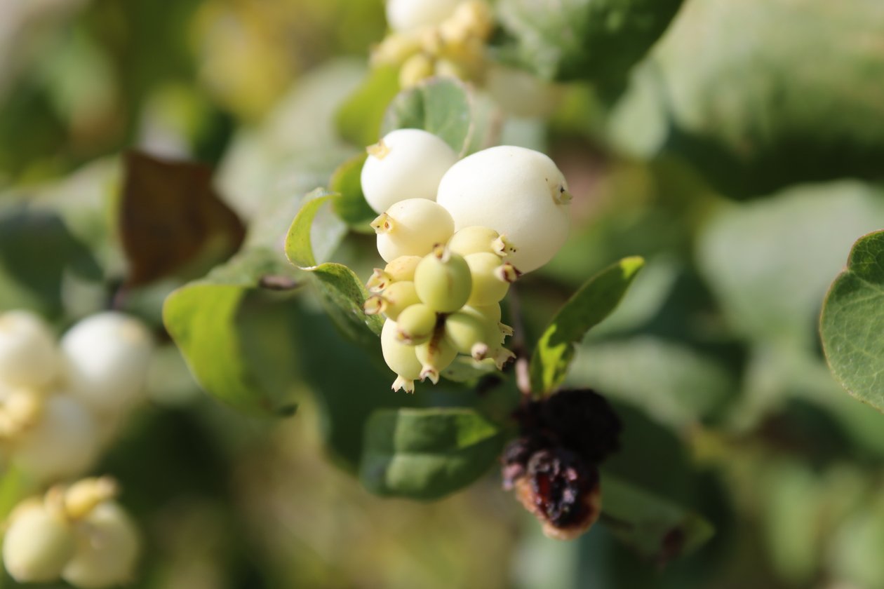 Snowberry 2 by Alexandra Joseph