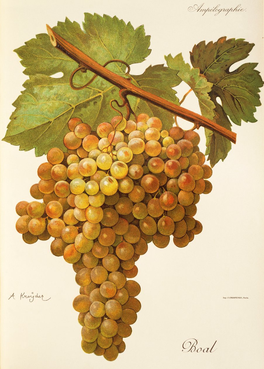 Boal grape by Alexis Kreyder