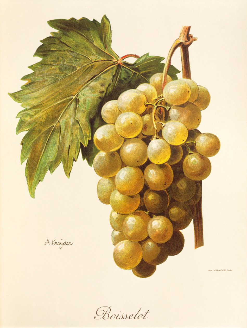 Boisselot grape by Alexis Kreyder
