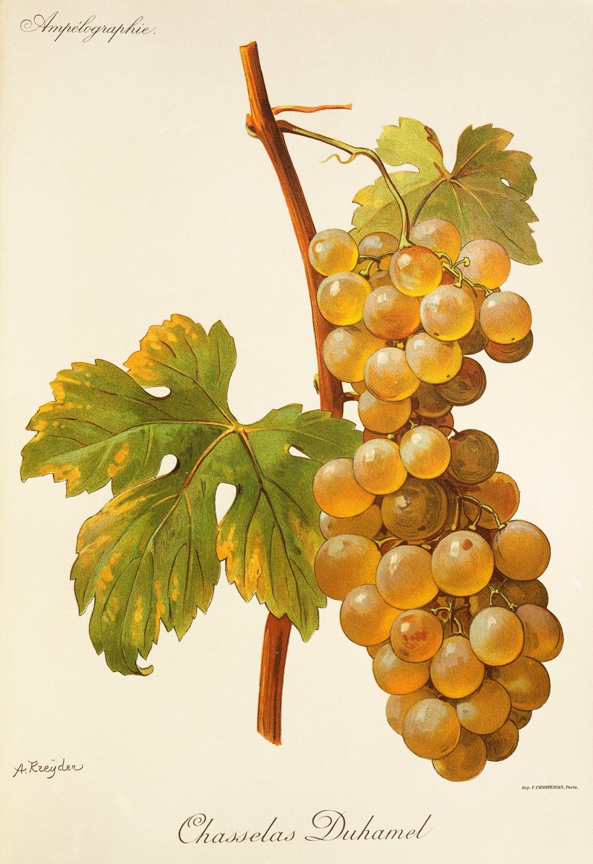 Chasselas Duhamel grape by Alexis Kreyder