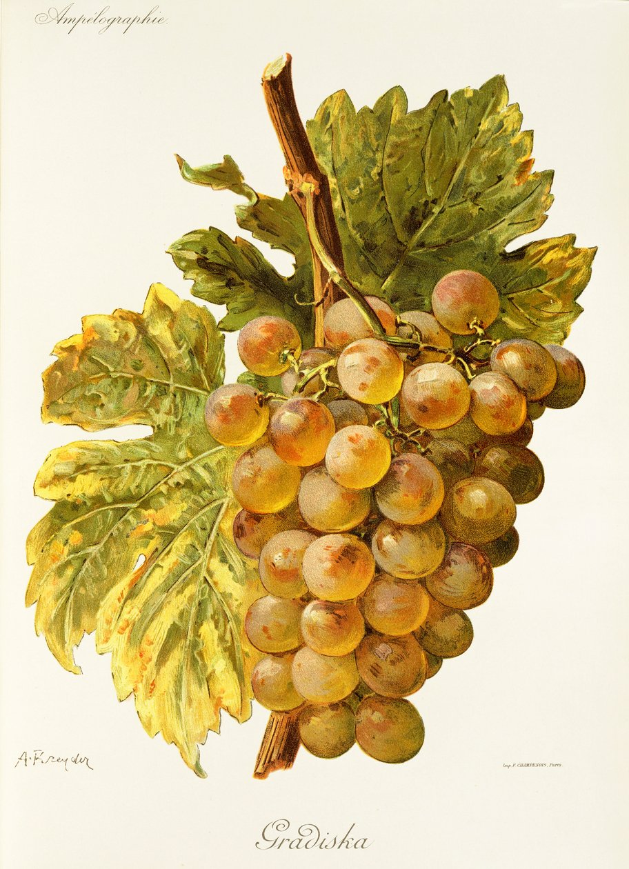 Gradiska grape by Alexis Kreyder