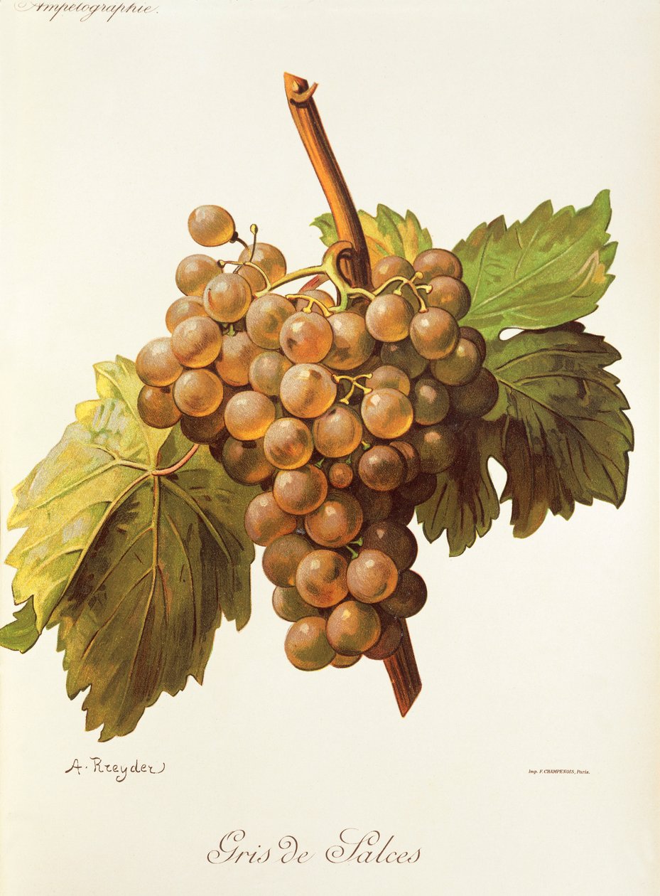 Gris de Salces grape by Alexis Kreyder