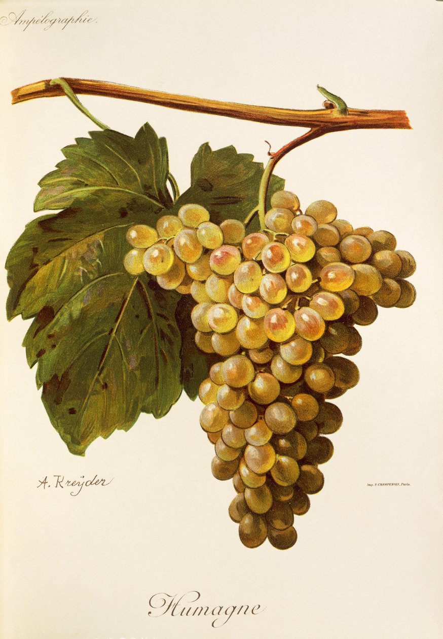 Humage grape by Alexis Kreyder
