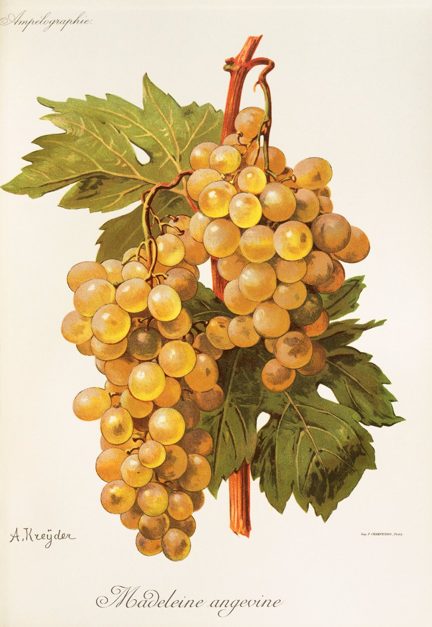 Madeleine Angevine grape by Alexis Kreyder