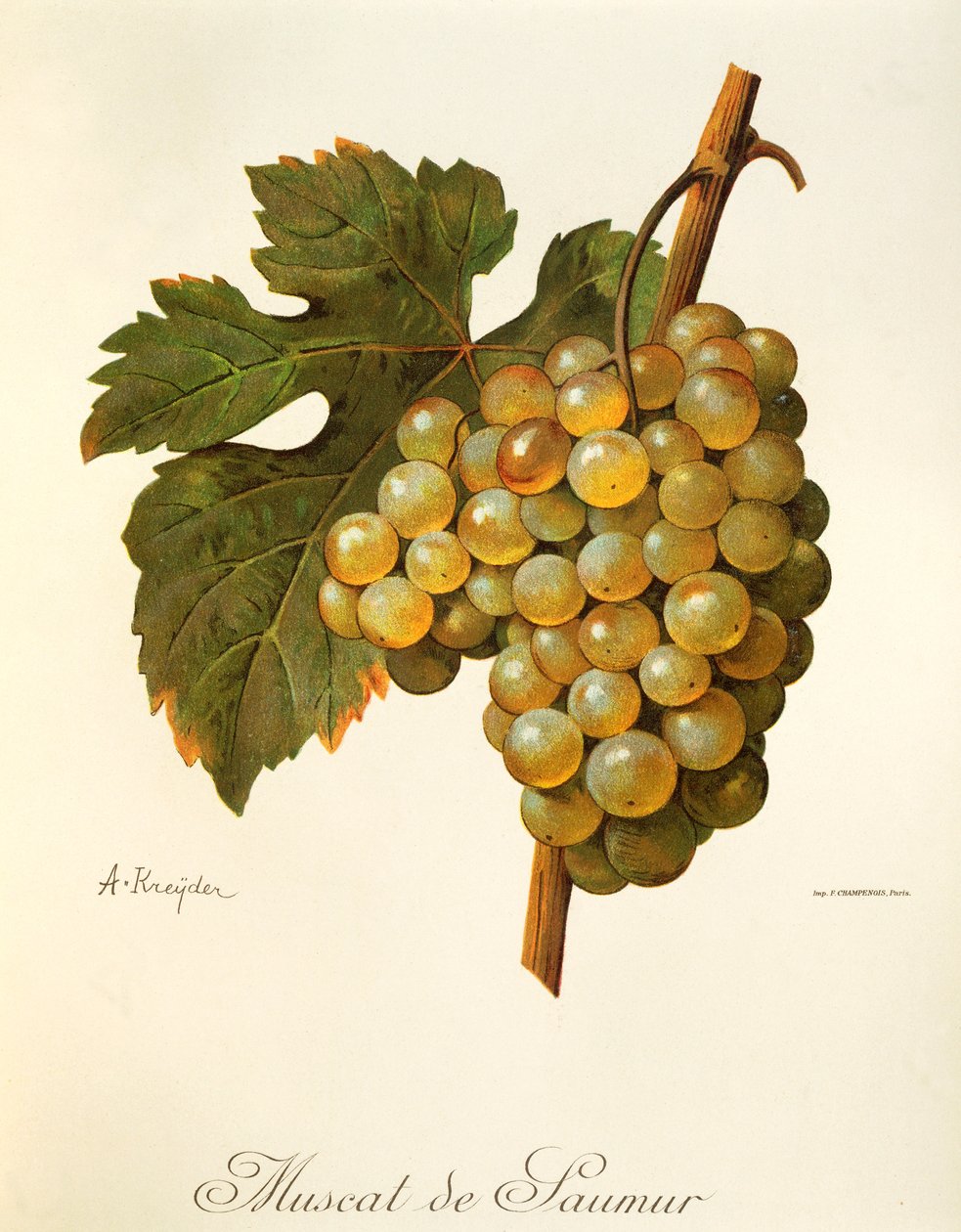 Muscat de Saumur grape by Alexis Kreyder