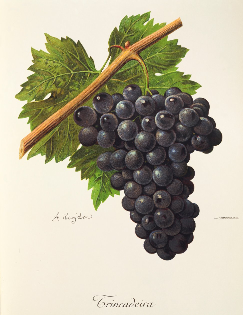 Trincadeira grape by Alexis Kreyder