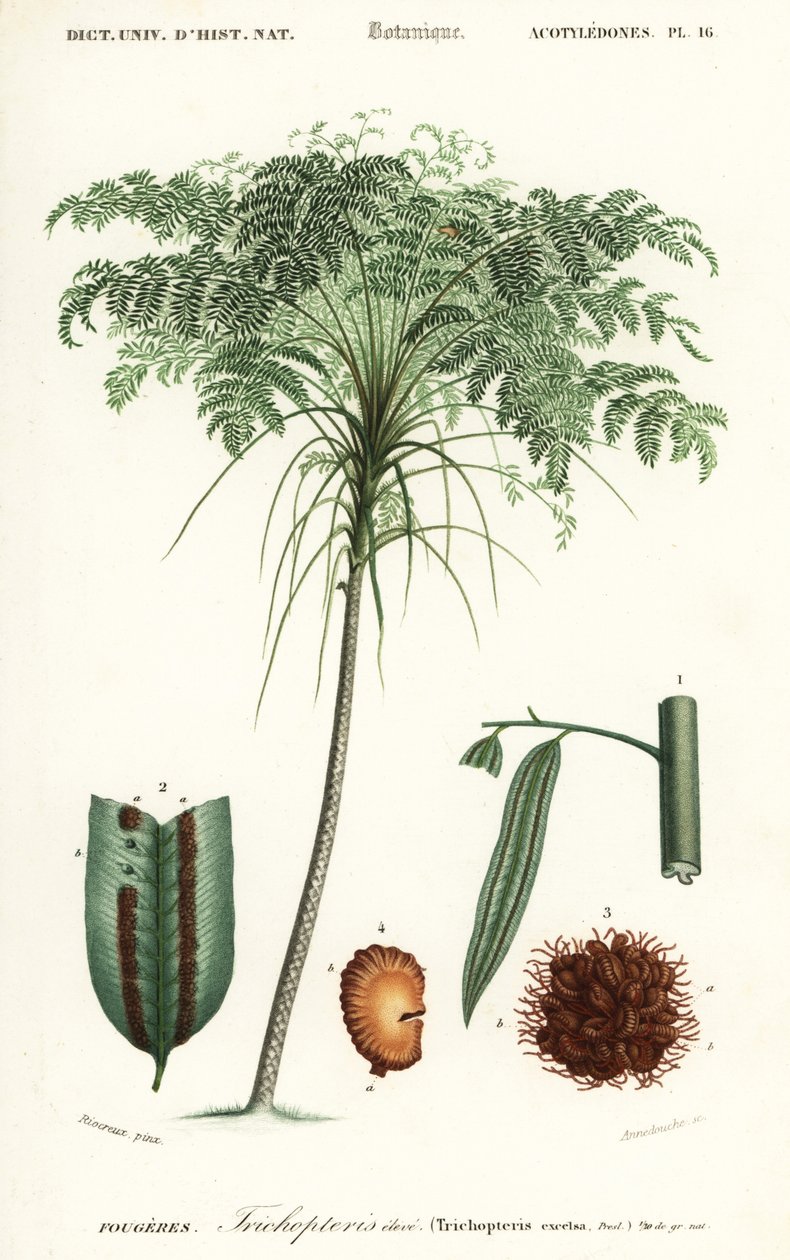 Treefern, Cyathea Species (engraving) by Alfred Riocreux