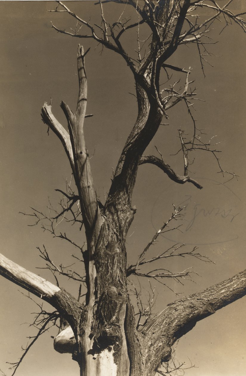 Dying Chestnut Tree (verso) by Alfred Stieglitz
