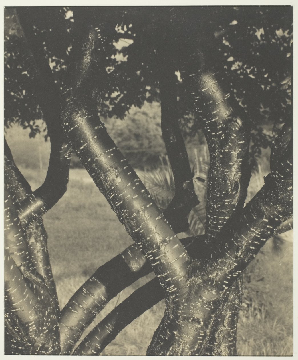 The Dancing Trees by Alfred Stieglitz